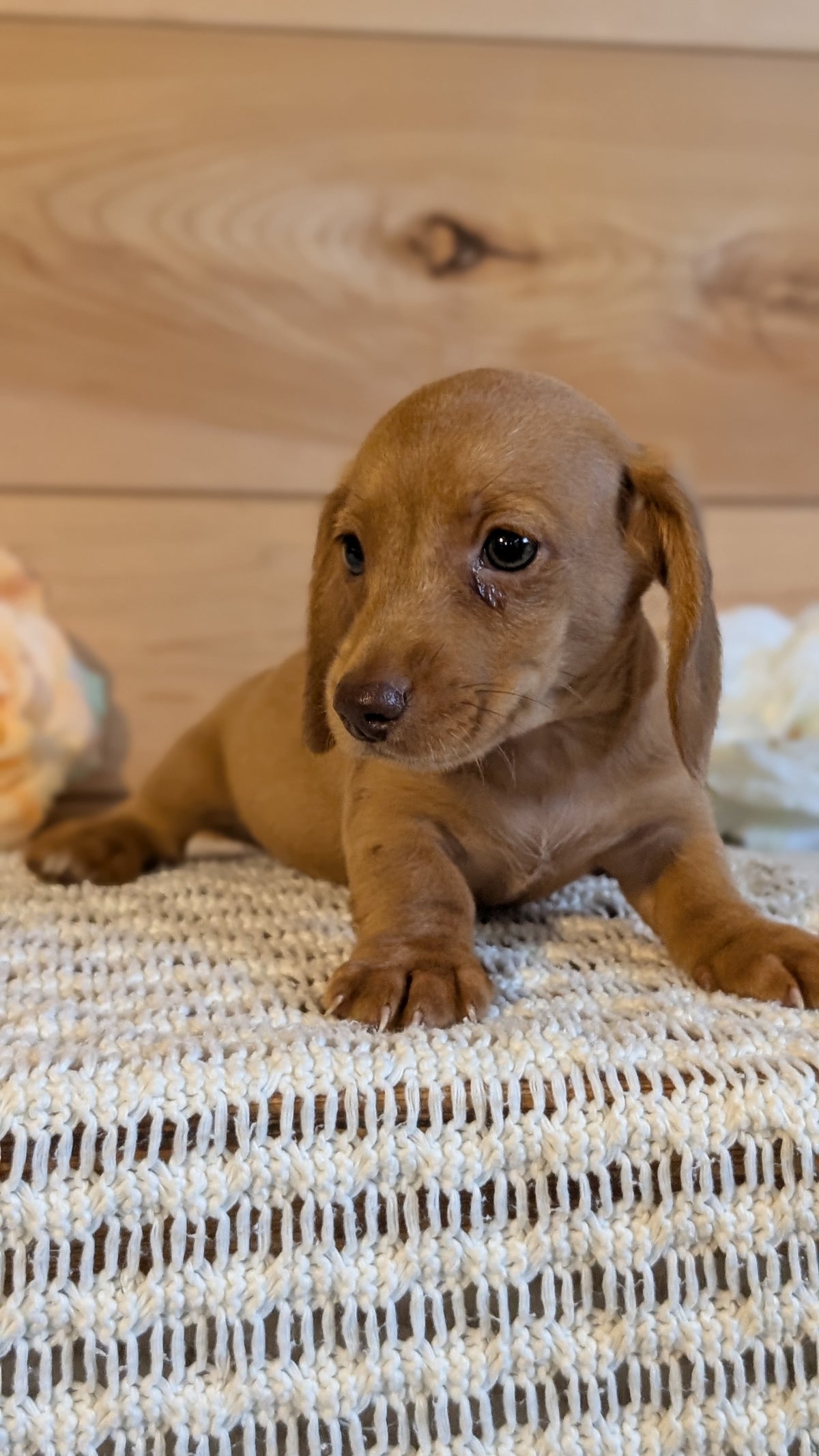 MINI DACHSHUND (JUL 30) 4 MALES/1 FEMALE