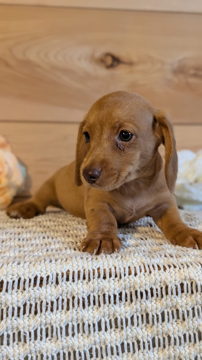 MINI DACHSHUND (JUL 30) 4 MALES/1 FEMALE