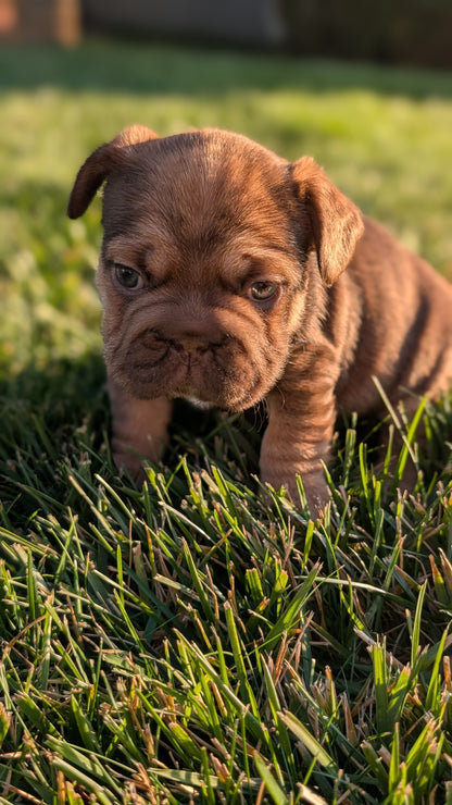 FRENCH BULLDOG (OCT 08) FEMALES