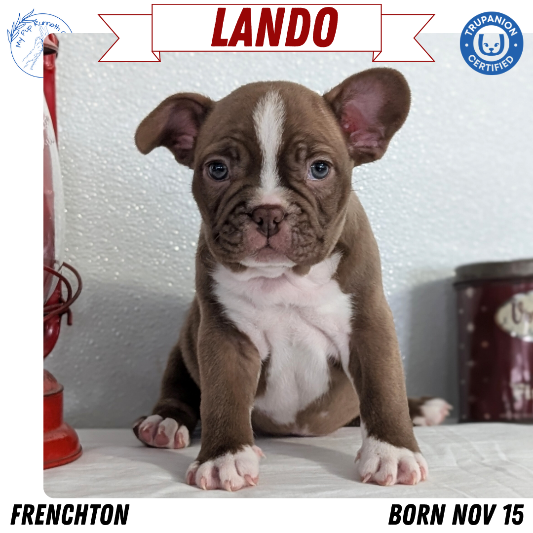 FRENCHTON (NOV 15) MALES