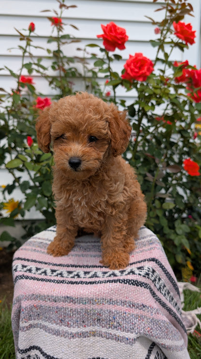 TOY POODLE (05/31) MALE
