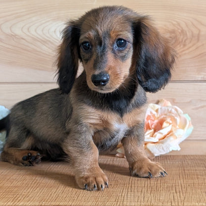 MINI DACHSHUNDS (JUL 05) 2 MALES/2 FEMALES