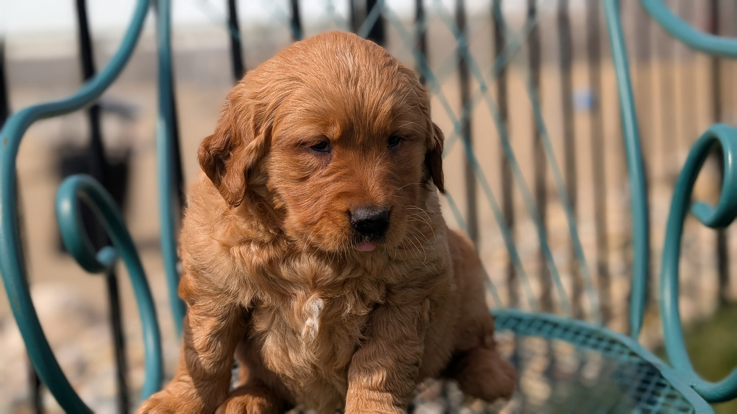 GOLDEN RETRIEVER (FEB 04) FEMALES