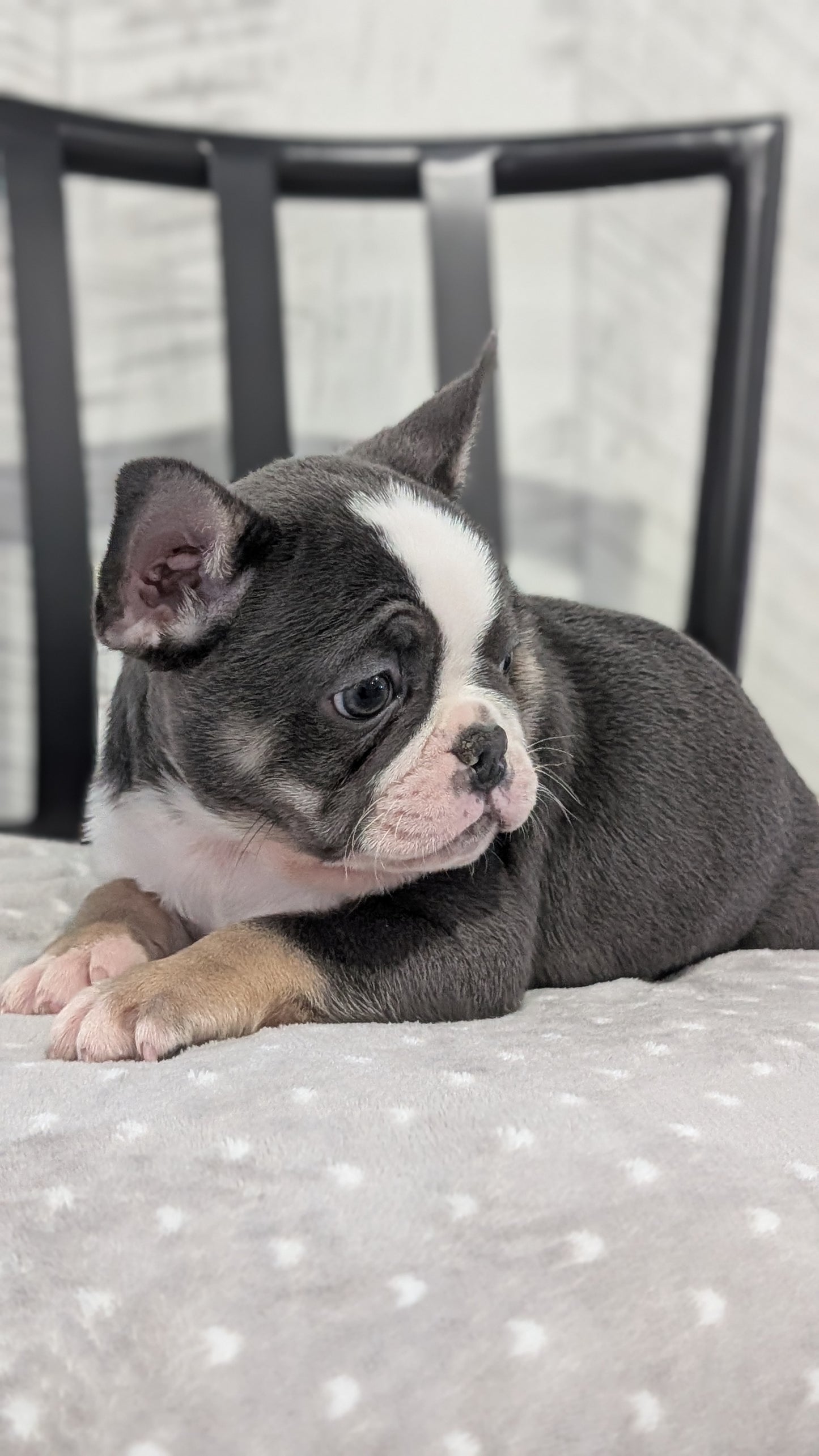 FRENCH BULLDOG (NOV 18) FEMALE