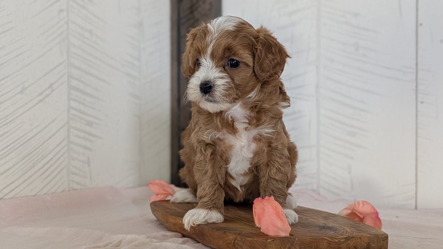 CAVAPOO (FEB 11) FEMALES