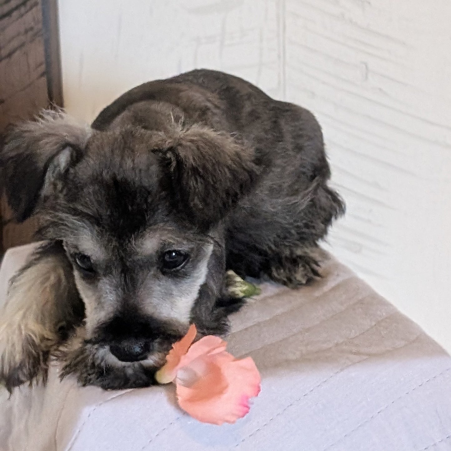 MINI SCHNAUZER (FEB 15) FEMALES