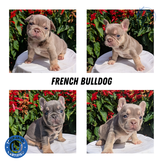 FRENCH BULLDOG (06/27) MALE