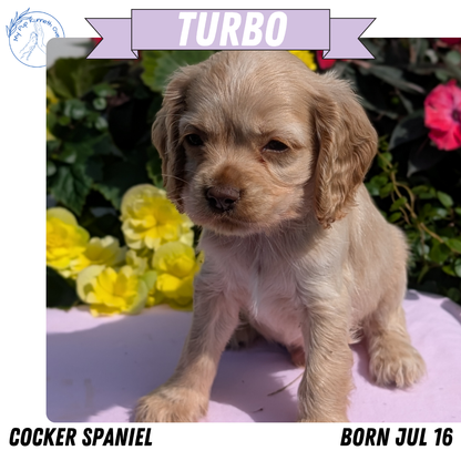 COCKER SPANIEL (07/16) MALE