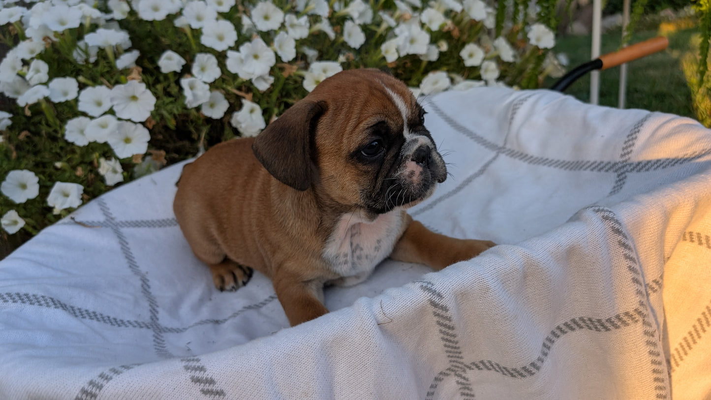 FRENCH BULLDOG (07/15) MALE