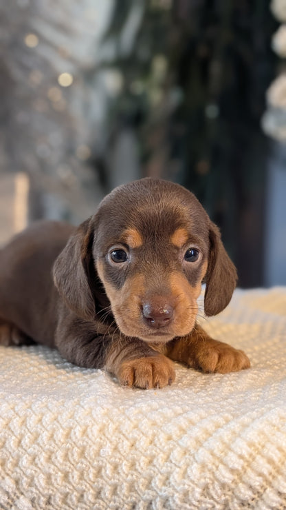 MINI DACHSHUND (NOV 16) FEMALES