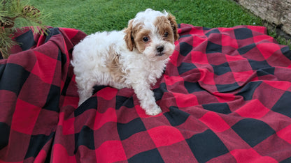 CAVAPOO (10/03) FEMALE