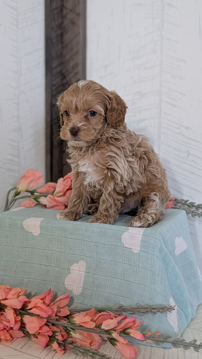 COCKAPOO (FEB 04) FEMALES