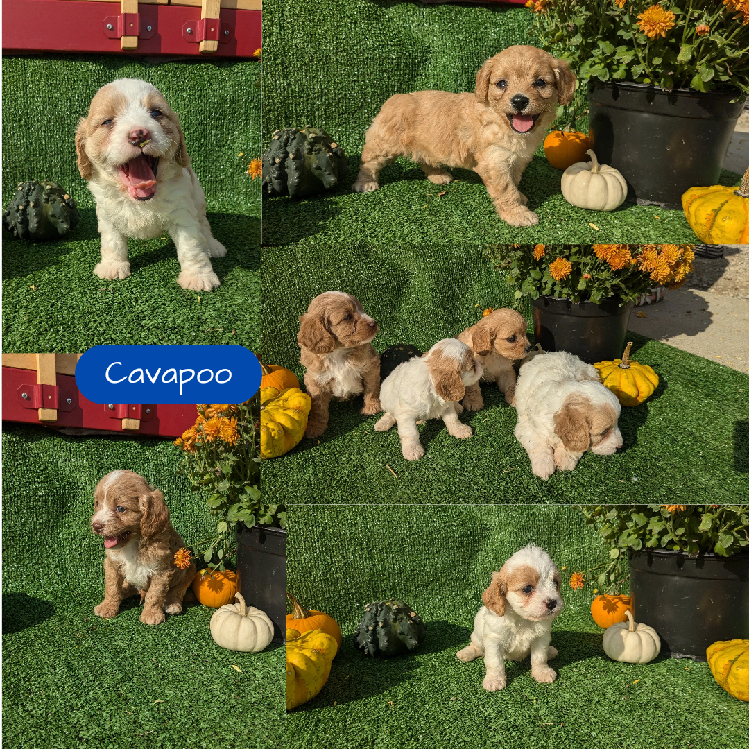 CAVAPOO (08/13) MALE