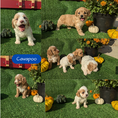 CAVAPOO (08/13) MALE