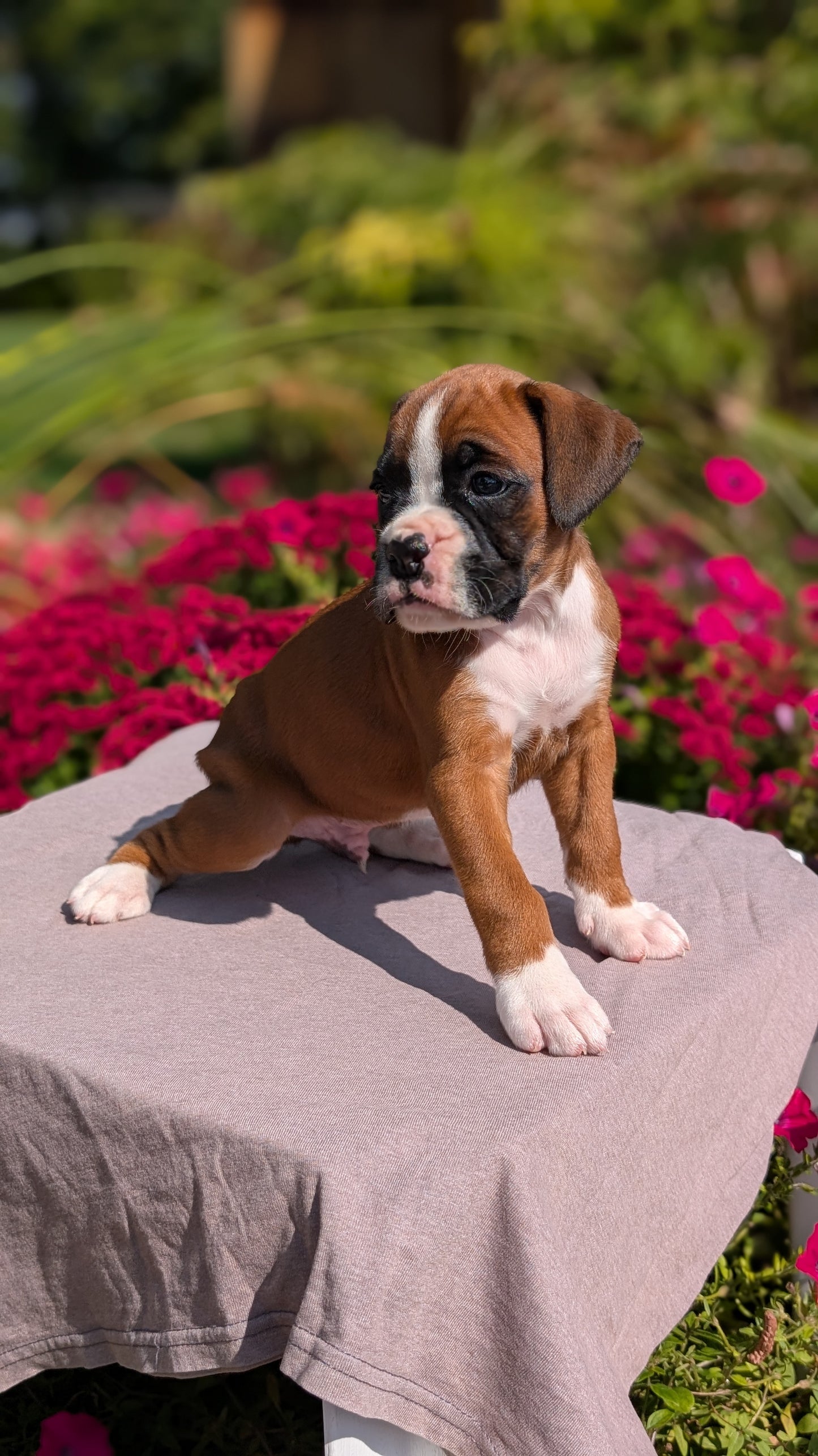 BOXER (08/20) MALE
