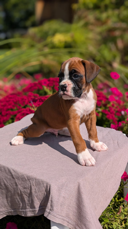 BOXER (08/20) MALE