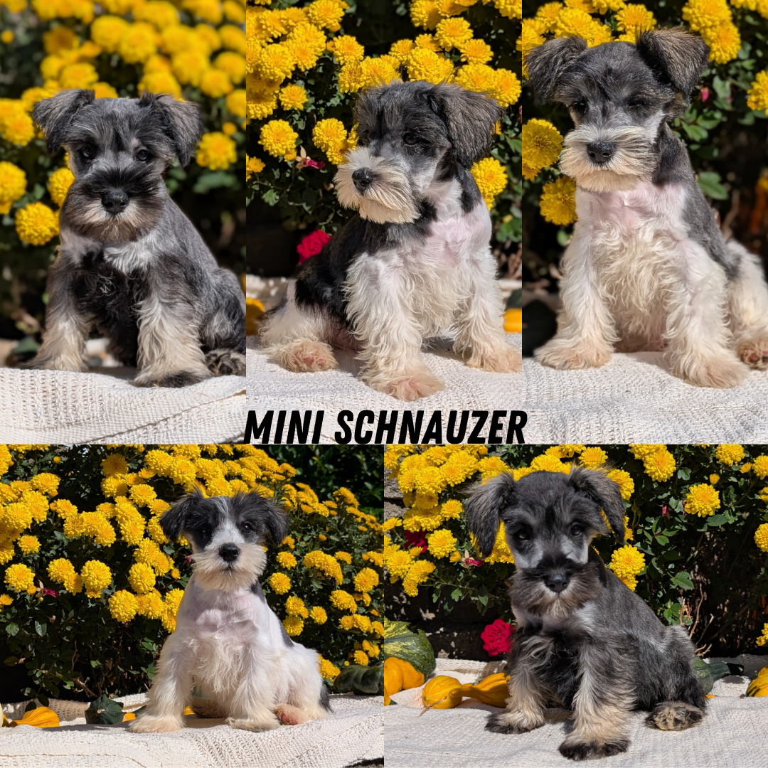 MINI SCHNAUZER (08/06) FEMALE