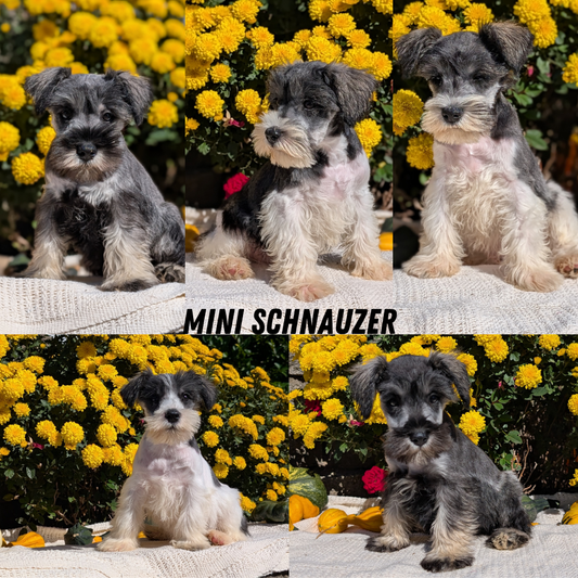 MINI SCHNAUZER (08/06) FEMALE