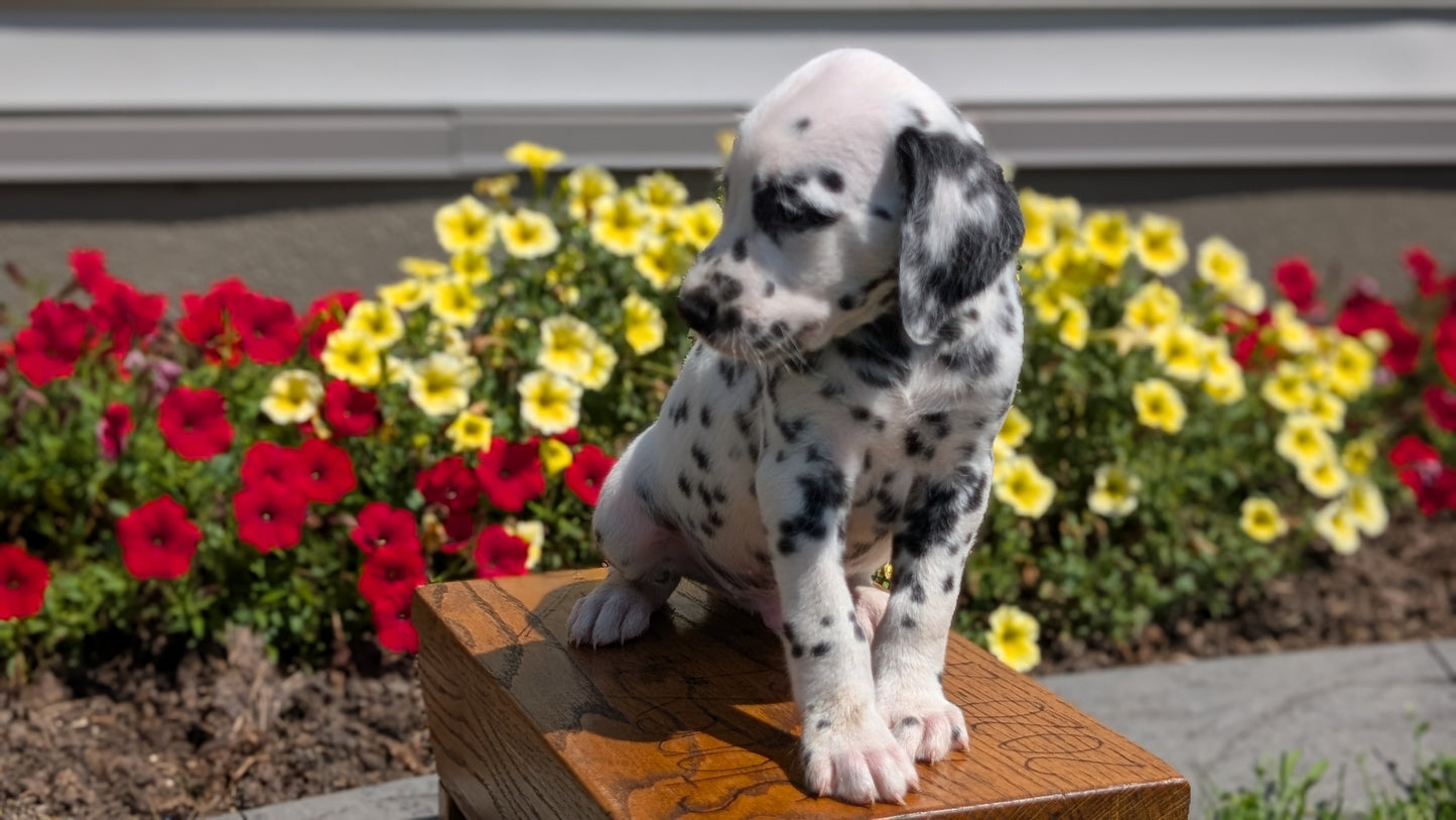 DALMATIAN (JUN 29) MALES