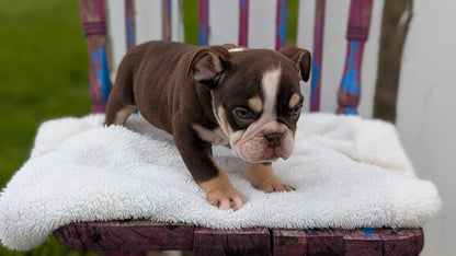 ENGLISH BULLDOG (FEB 09) MALES