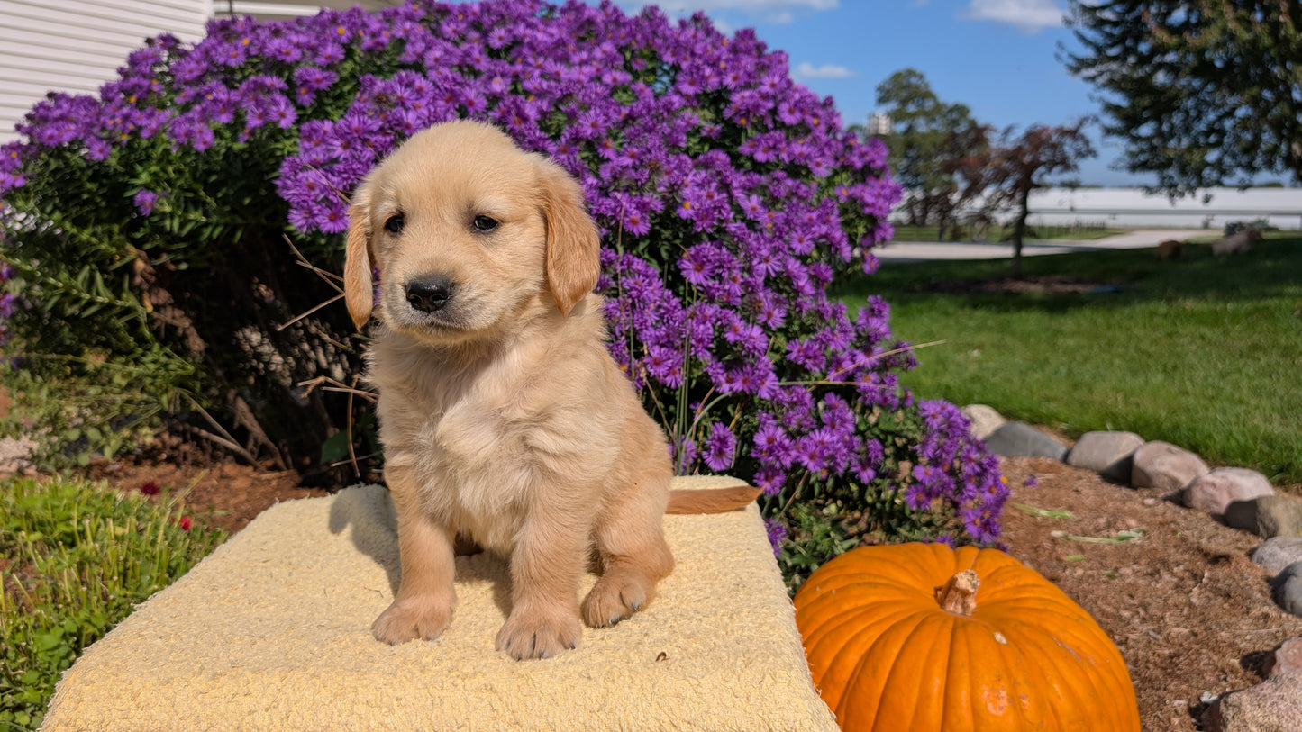 GOLDEN RETRIEVER (08/14) MALE