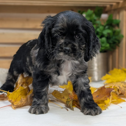 COCKER SPANIEL (09/20) MALE