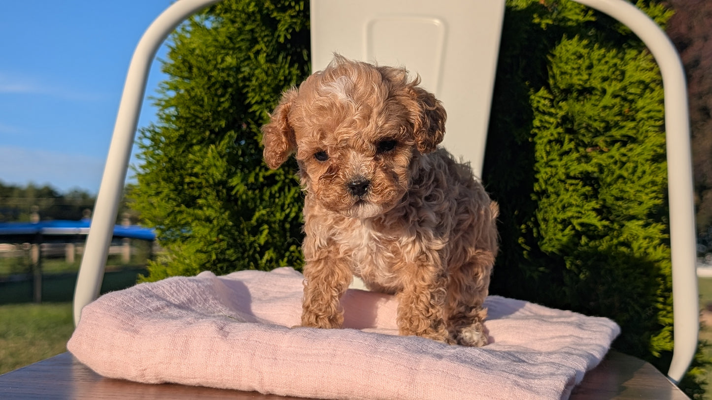 CAVAPOO (MAY 09) MALES