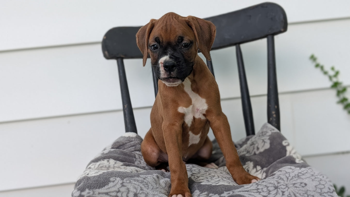 BOXER (JUN 11) MALES