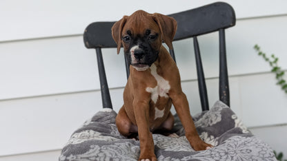 BOXER (JUN 11) MALES