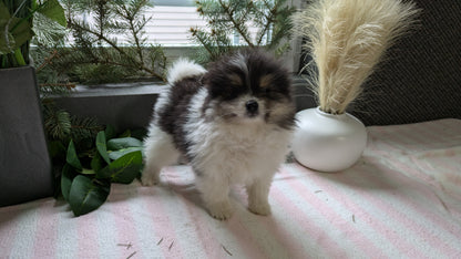 POMERANIAN (11/01) FEMALE