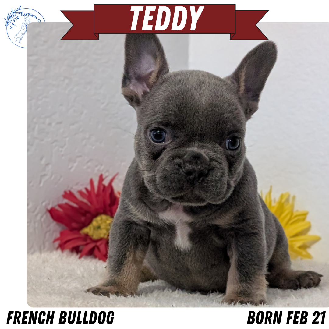 FRENCH BULLDOG (FEB 21) MALES