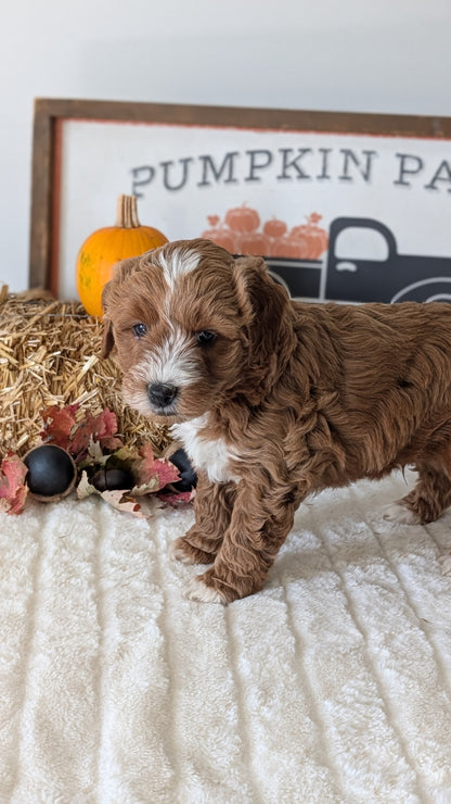 MINI GOLDENDOODLE (09/21) MALE