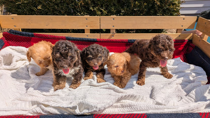 TOY POODLE (01/23) MALE