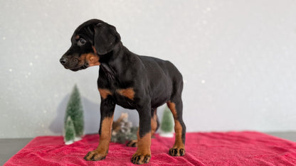 DOBERMAN PINSCHER (OCT 17) FEMALES