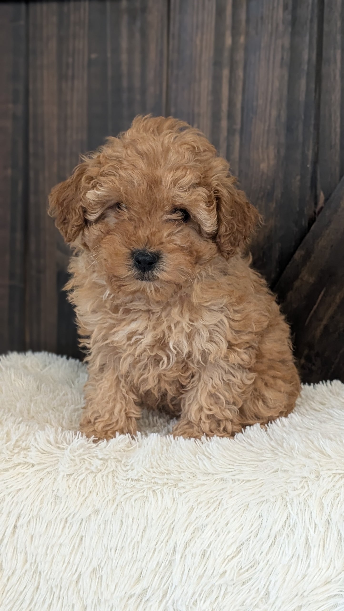 TOY POODLE (DEC 25) MALE