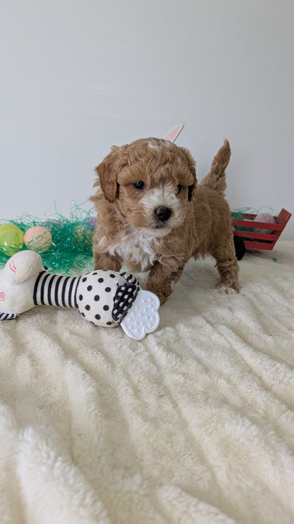 MINI GOLDENDOODLE (02/28) FEMALE