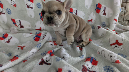 FRENCH BULLDOG (11/01) MALE
