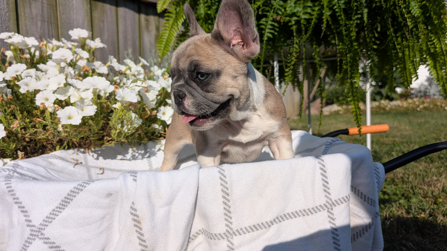 FRENCH BULLDOG (07/03) FEMALE