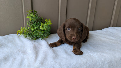 MINI DACHSHUND (02/21) MALE