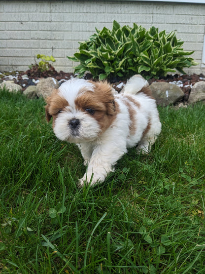 SHIH TZU (03/17) MALE