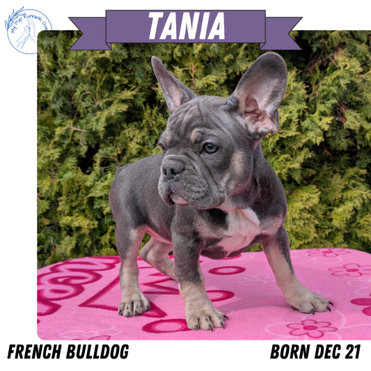 FRENCH BULLDOG (12/21) FEMALE
