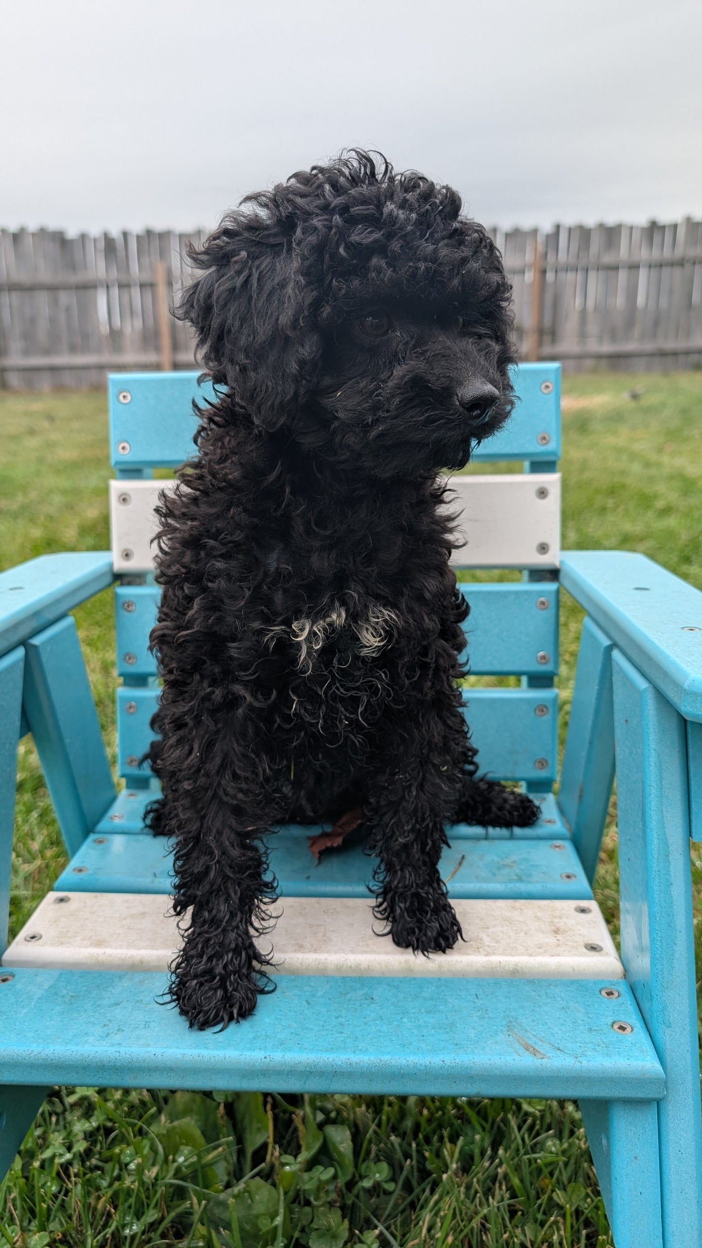 TOY POODLE (07/06) MALE