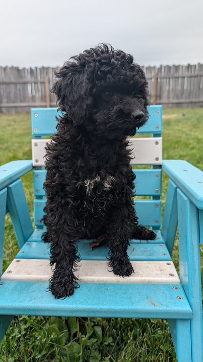 TOY POODLE (07/06) MALE