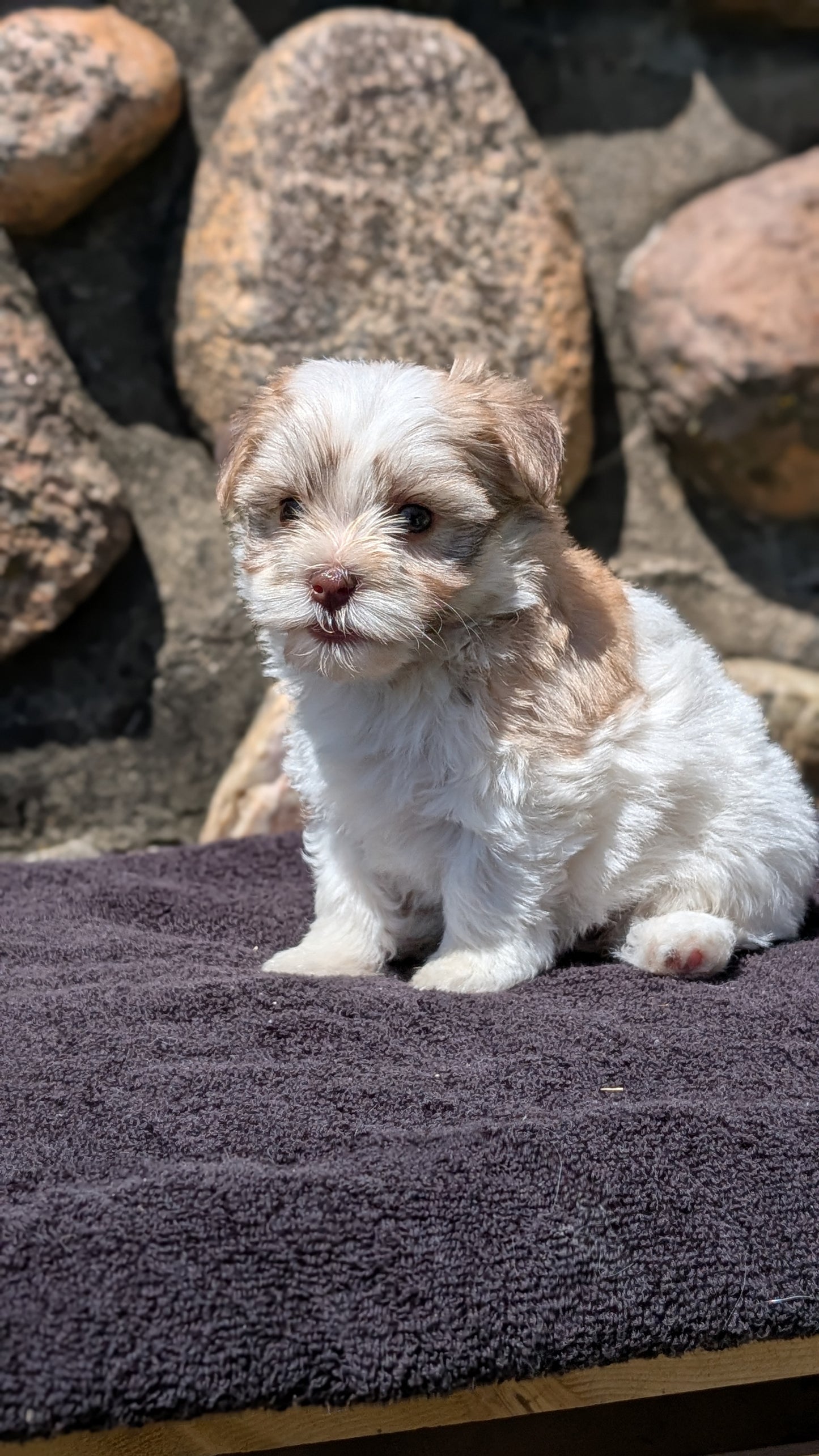 HAVANESE (MAY 14) FEMALES