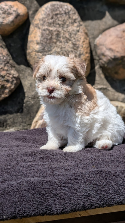 HAVANESE (MAY 14) FEMALES