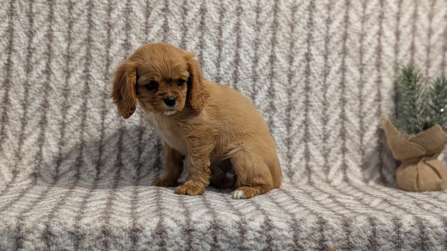 CAVALIER (FEB 24) FEMALE