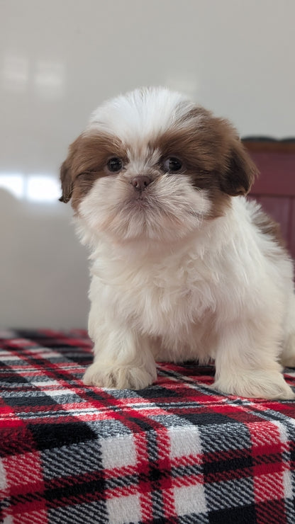 SHIH TZU (DEC 10) MALES