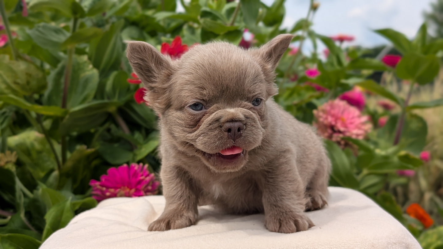 FRENCH BULLDOG (JUN 06) FEMALES