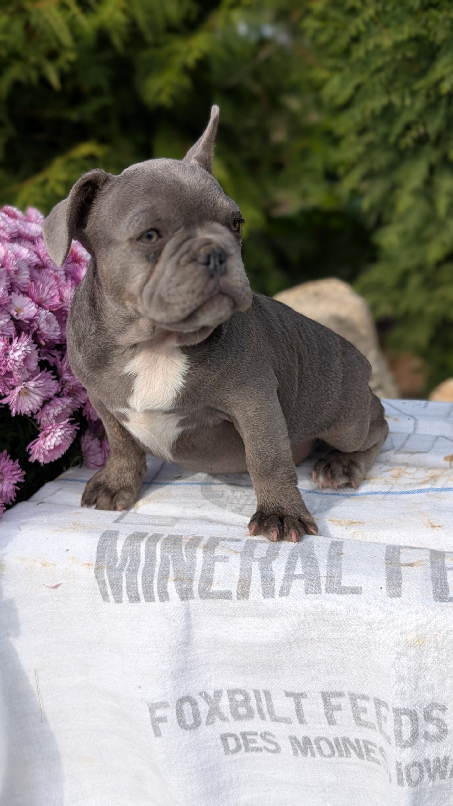 FRENCH BULLDOG (07/15) MALE