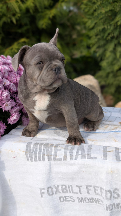 FRENCH BULLDOG (07/15) MALE